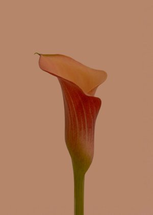 Collector's Choice - Sacred Floral Serenity Wallpaper