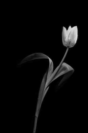 Collector's Choice - Elegant Grey Tulip Art Wallpaper