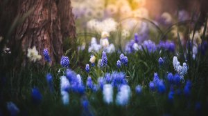Community Photos - Vibrant Muscari Flower Field Wallpaper