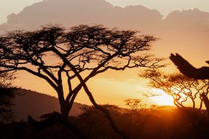 Collector's Choice - Serengeti Safari Sunset Wallpaper
