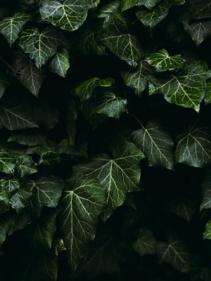 Collector's Choice - Lviv Ivy Veins Green Wallpaper