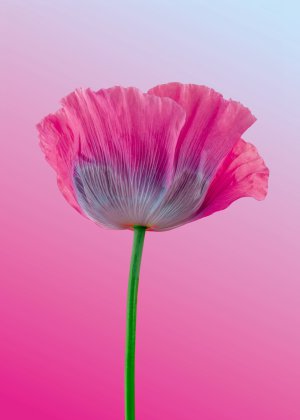 Collector's Choice - Dreamy Pink Poppy Bloom Wallpaper