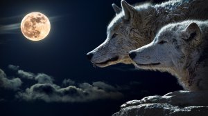 Community Photos - Lone Wolf Under Moon Wallpaper