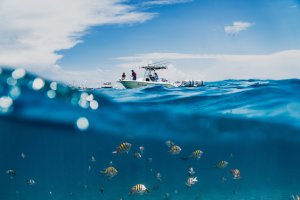 Collector's Choice Wallpapers