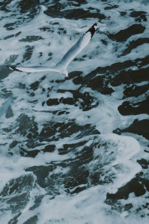 Collector's Choice - Bay Of Bengal Seagulls Wallpaper