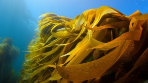 Collector's Choice - Golden Algae Underwater Wallpaper