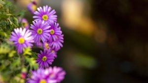 Community Photos - Purple Flower Closeup Wallpaper