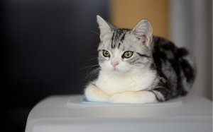 Community Photos - Fluffy Indoor Cat Wallpaper