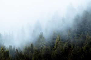 Collector's Choice - Mystic Swiss Fog Landscape Wallpaper