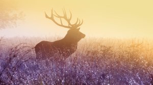 Community Photos - Morning Mist Deer Wallpaper