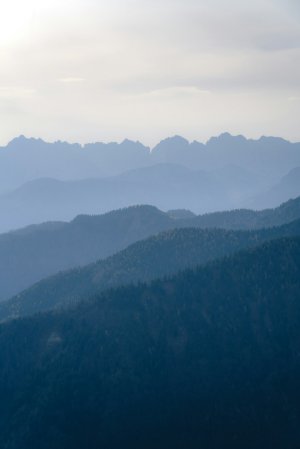 Collector's Choice - Bavarian Alpine Forest Wallpaper