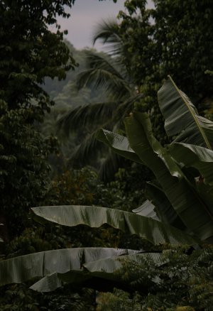 Collector's Choice - Moody Tropical Rainforest Wallpaper
