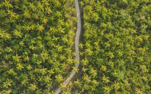 Collector's Choice - Tropical Forest Road Wallpaper