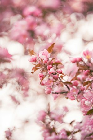 Editor's Choice Wallpapers