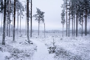 Editor's Choice - Blue Winter Pine Forest Wallpaper