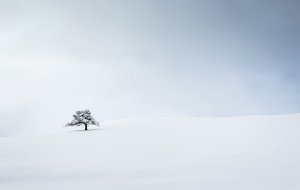 Editor's Choice Wallpapers