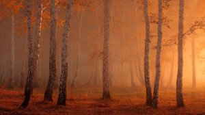 Community Photos Wallpapers