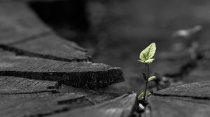 Community Photos Wallpapers