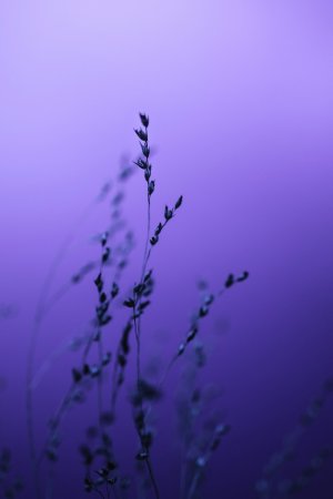 Editor's Choice Wallpapers