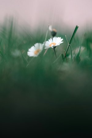Editor's Choice Wallpapers