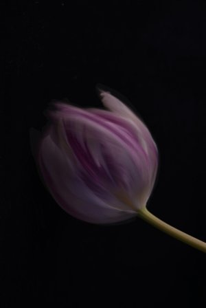 Editor's Choice Wallpapers