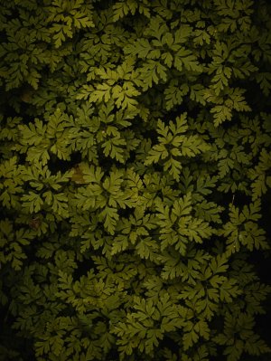 Editor's Choice Wallpapers