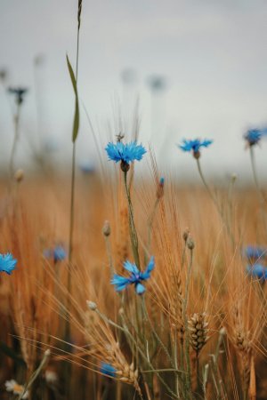 Editor's Choice - Brown Floral Elegance Wallpaper
