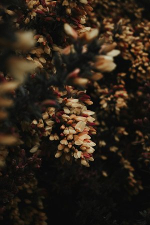 Editor's Choice Wallpapers