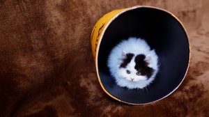Community Photos Wallpapers