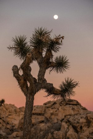 Editor's Choice Wallpapers