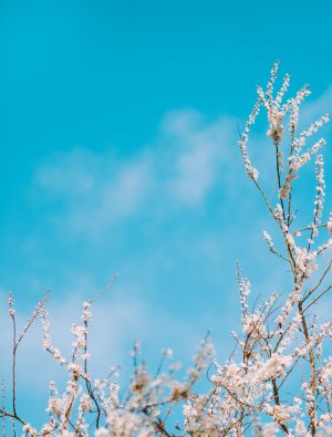 Editor's Choice Wallpapers