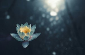 Editor's Choice Wallpapers